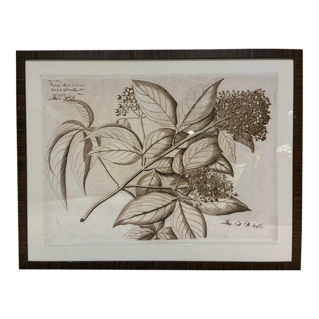Natural Curiosities “Katoi-Mail-Elori” Hortus Malabaricus Botanical Print, Framed For Sale