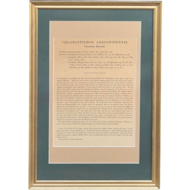 Victorian Antique c.1861 John Gould Hummingbird Lithograph & Text Framed Gallery Display For Sale - Image 3 of 11