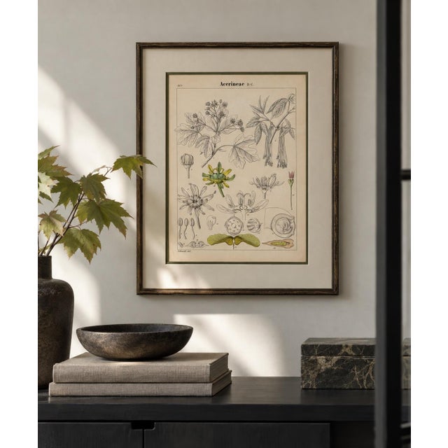 19th Century Scientific Maple Anatomy Lithograph | Hand-Colored Antique Botanical Print For Sale - Image 5 of 5