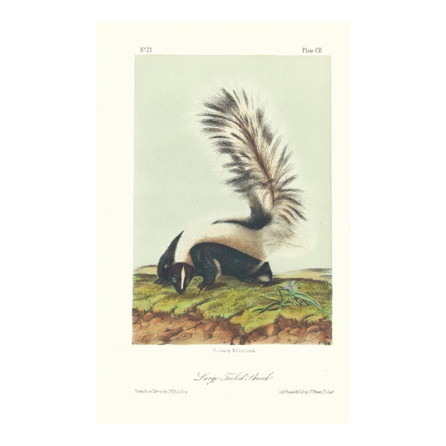 1854 Audubon Quadruped Octavo Lithograph "Plate 102 Large Tailed Skunk" For Sale