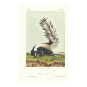 1854 Audubon Quadruped Octavo Lithograph "Plate 102 Large Tailed Skunk"