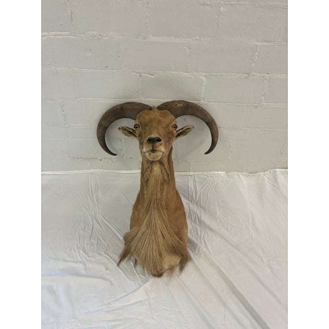 Vintage Taxidermy Aoudad (Barbary Sheep) Shoulder Mount For Sale - Image 4 of 9