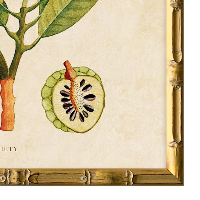 2020s Reproduction Giclee Print of Vintage Fruit & Flowers (5) Art Print, Framed For Sale - Image 5 of 6