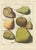 Knoop, Various Pears, 1758, Paper For Sale