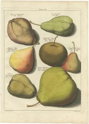 Knoop, Various Pears, 1758, Paper