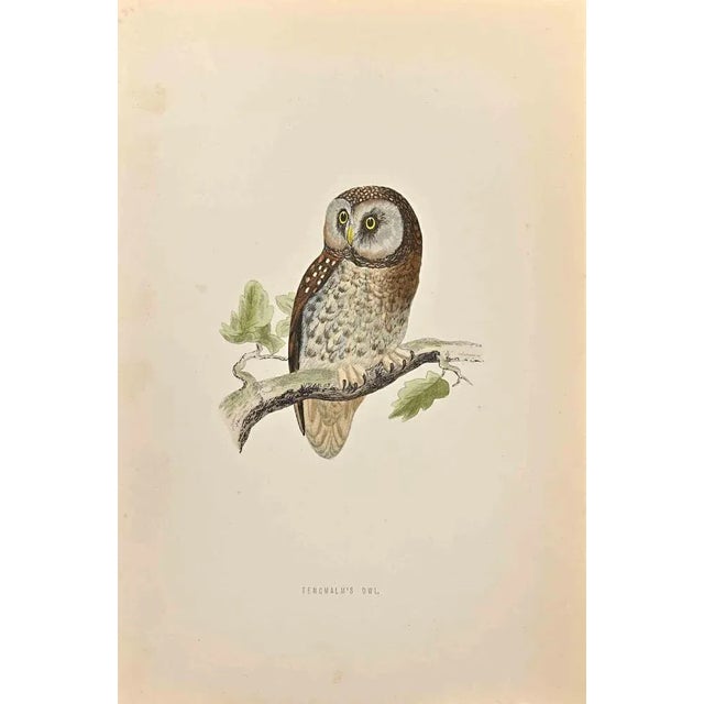 Tengmalm's Owl is a modern artwork realized in 1870 by the British artist Alexander Francis Lydon (1836-1917). Woodcut...