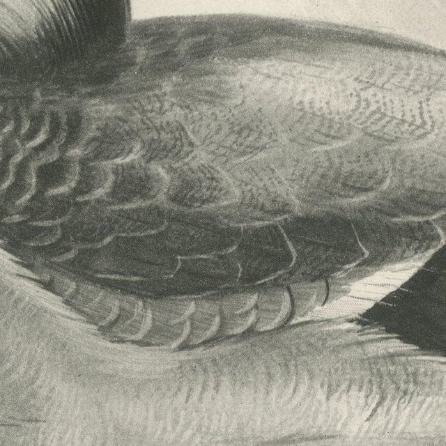 After Lilian Medland, Dabbling Duck, 1909, Print For Sale - Image 6 of 12