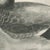 After Lilian Medland, Dabbling Duck, 1909, Print For Sale - Image 6 of 12