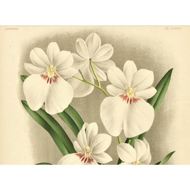 RARE This is a matted French botanical chromolithograph that features the Militonia Orchid. The Militonia is often called...