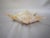Contemporary Large Spider Conch Shell For Sale - Image 3 of 4