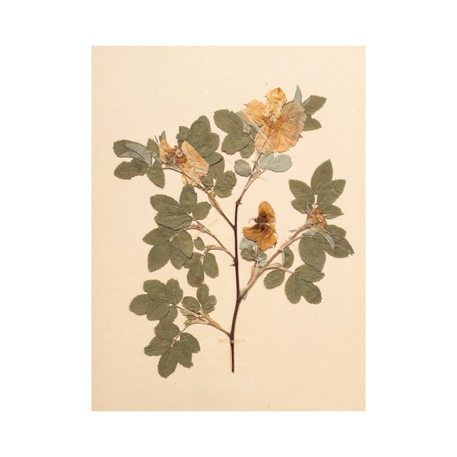 Vintage Swedish Herbarium - Cinnamon Rose, Circa 1933 For Sale - Image 4 of 6
