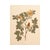 Vintage Swedish Herbarium - Cinnamon Rose, Circa 1933 For Sale - Image 4 of 6