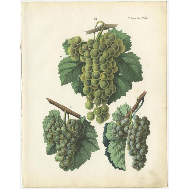 Dr. Calwer, Wine and Table Grapes, 1854, Chromolithographs on Paper, Set of 6 For Sale - Image 6 of 10