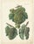 Dr. Calwer, Wine and Table Grapes, 1854, Chromolithographs on Paper, Set of 6 For Sale - Image 6 of 10