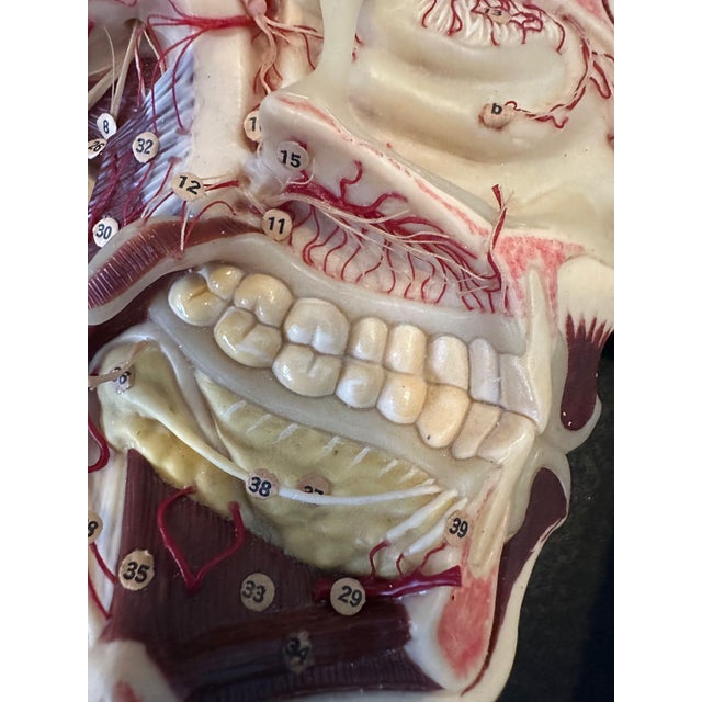 Antique Wax Model Head, 1890s For Sale - Image 4 of 18