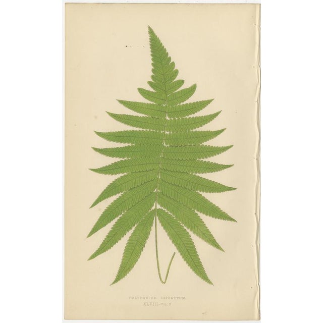 Edward J. Lowe, Tropical Ferns, 1856, Lithographs, Set of 10 For Sale - Image 12 of 14