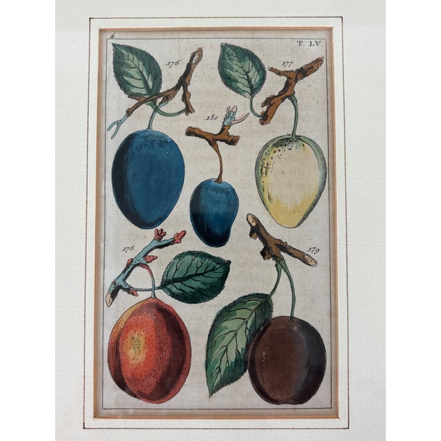 Wood Antique German Hand Colored Botanical (Fruit) Engravings in Gilt Frames, Set of 4 For Sale - Image 7 of 12