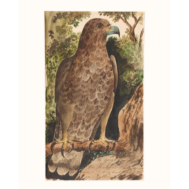 Printmaking Materials Reproduction Vintage Owl Print From 1810 Naturalist Collection For Sale - Image 7 of 10