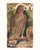 Printmaking Materials Reproduction Vintage Owl Print From 1810 Naturalist Collection For Sale - Image 7 of 10