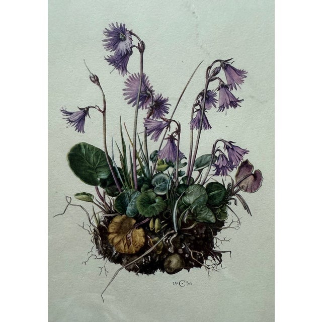 Mid-Century Modern Vintage Framed Botanical Lithograph Featuring Alpine Snowbells For Sale - Image 3 of 8