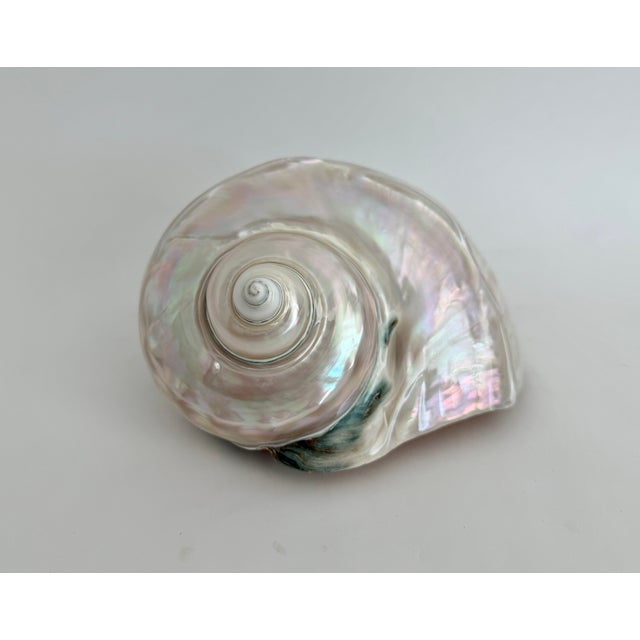 Chinoiserie Rare Mother-of-Pearl Turbo Marmoratus Shell For Sale - Image 3 of 10
