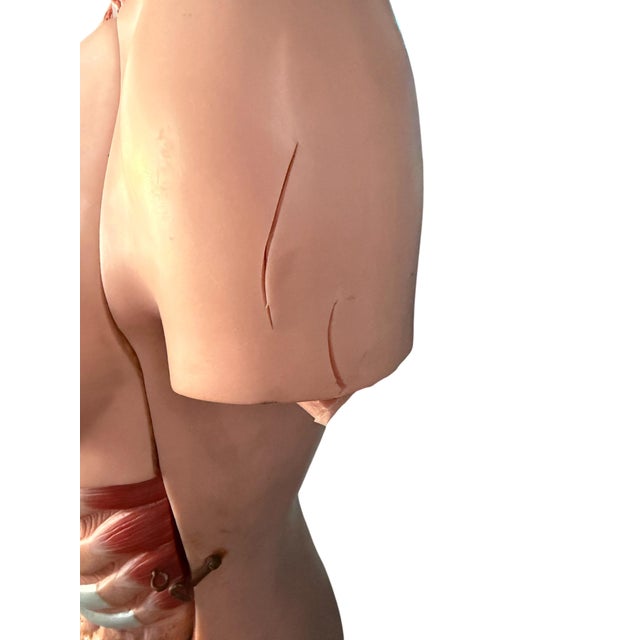 1950s The Modular Anatomical Torso: Somso Model Bs 23 For Sale - Image 14 of 14