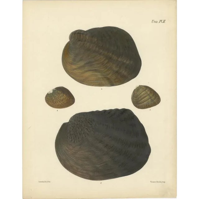 Sowerby, Shell Lithographs Unio Hand-Colored Plates, 1800s, Paper, Framed, Set of 2 For Sale - Image 4 of 9