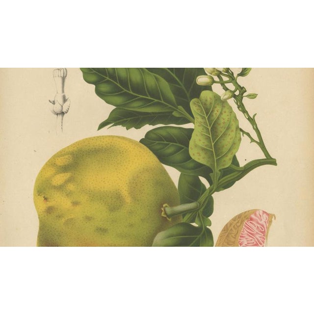 Berthe Hoola van Nooten, Grapefruit (Citrus decumana), 1880, Chromolithograph For Sale - Image 5 of 9