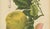 Berthe Hoola van Nooten, Grapefruit (Citrus decumana), 1880, Chromolithograph For Sale - Image 5 of 9