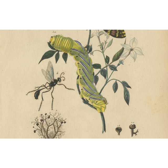Duméril and Guérin, Sphinx Moth, 1835, Engraving, Set of 2 For Sale - Image 6 of 10