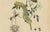 Duméril and Guérin, Sphinx Moth, 1835, Engraving, Set of 2 For Sale - Image 6 of 10