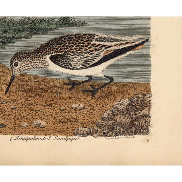 Early American Poster, Spoonbill and Shore Birds For Sale In Atlanta - Image 6 of 8