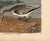 Early American Poster, Spoonbill and Shore Birds For Sale In Atlanta - Image 6 of 8