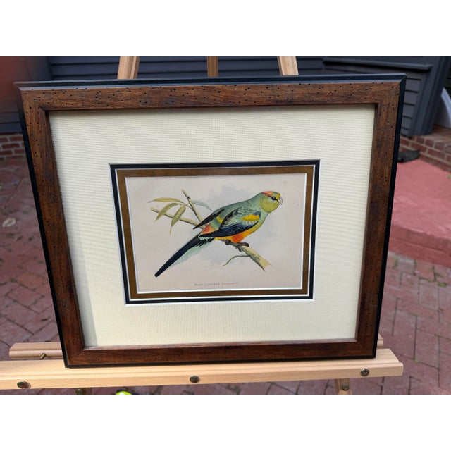 Antique Color Woodblock Prints From w.t. Greene’s “Parrots in Captivity” with Frame Matte and Validation From the Trowbridge Gallery - Set of 2 For Sale - Image 9 of 9