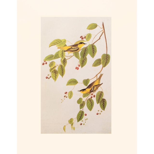 Olive 1966 Vintage Cottage Print "Carbonated Warbler" After John James Audubon For Sale - Image 8 of 8
