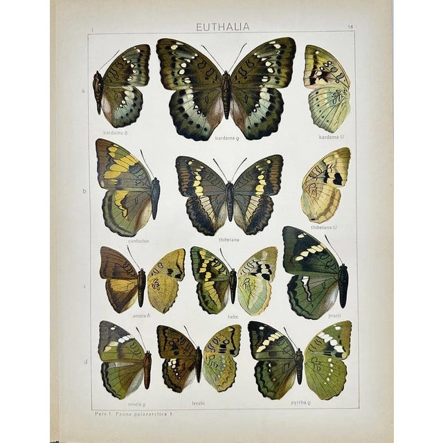Presenting a vibrant antique chromolithographic plate featuring multiple species of Euthalia, a genus of brush-footed...