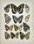 Presenting a vibrant antique chromolithographic plate featuring multiple species of Euthalia, a genus of brush-footed...
