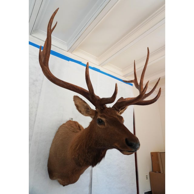 American Elk 13 Point Mount Head and Bust For Sale - Image 3 of 18