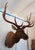 American Elk 13 Point Mount Head and Bust For Sale - Image 3 of 18