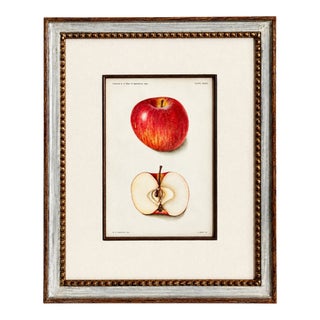 Original Antique 1903 Usda York Imperial Apple Chromolithograph | Lyons Ltd. Provenance | Armand Lee Custom Framing | Bertha Heiges For Sale