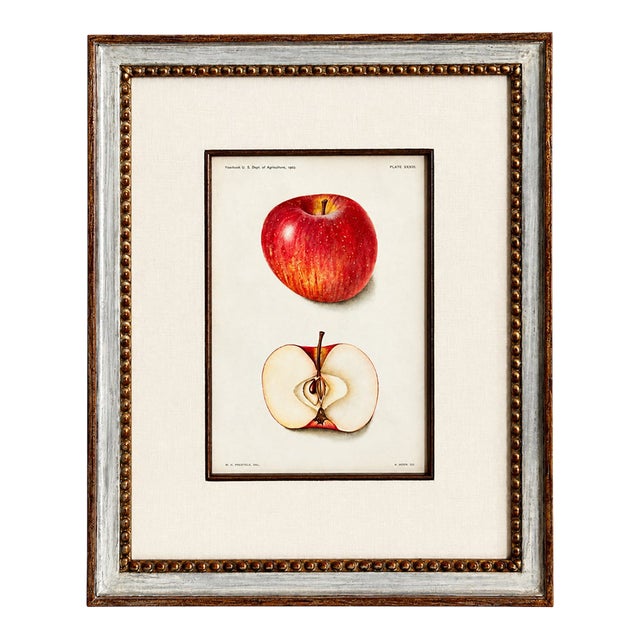 Original Antique 1903 Usda York Imperial Apple Chromolithograph | Lyons Ltd. Provenance | Armand Lee Custom Framing | Bertha Heiges For Sale