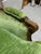 Mid 20th Century Green Velvet Bergere Chair For Sale - Image 14 of 15