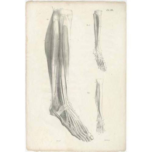 Jules Cloquet, French Anatomical Lithographs, 1821, Lithograph, Set of 4 For Sale - Image 4 of 9