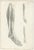 Jules Cloquet, French Anatomical Lithographs, 1821, Lithograph, Set of 4 For Sale - Image 4 of 9