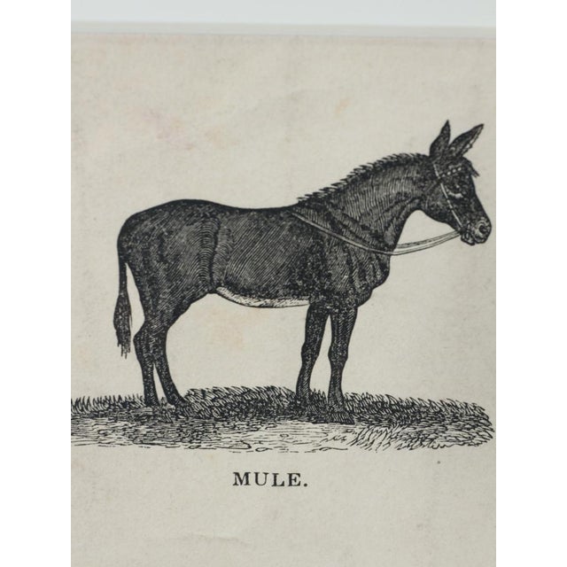 Webb & Millington, The Panorama of Horses, 1850, Engraving For Sale - Image 4 of 18