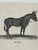 Webb & Millington, The Panorama of Horses, 1850, Engraving For Sale - Image 4 of 18