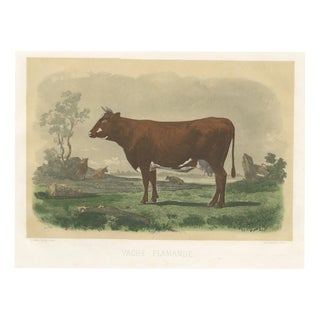 Unknown, Flemish Cow, 1873, Paper For Sale