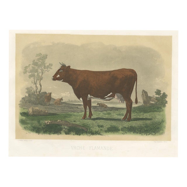 Unknown, Flemish Cow, 1873, Paper For Sale