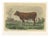 Unknown, Flemish Cow, 1873, Paper For Sale
