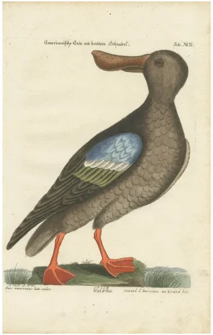 After George Edwards, American Duck with Broad Bill, 1770, Hand-Colored Engraving